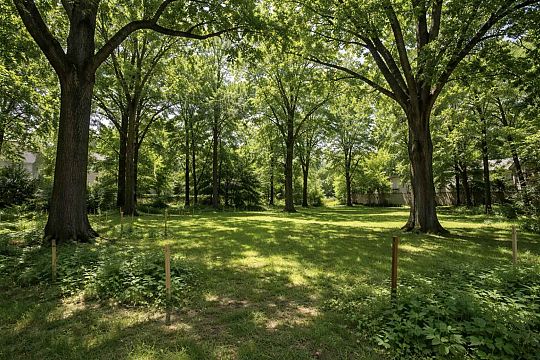 Działka z drzewami - wycinka i formalności